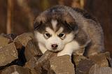 ALASKAN MALAMUTE 602